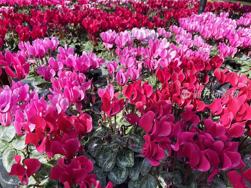 花园中心展示的全画幅图像，常青藤叶子的仙客来(cyclamen hederifolium)，粉红色和白色和亮粉红色的杂色花朵，绿色心形的叶子背景，高架视图，重点在前景